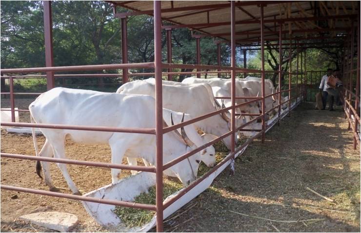 KHILLAR cow unit KNPVC 2